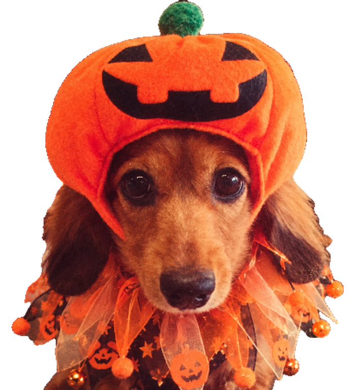 Pumpkind, a long-eared dachshund wearing a plush pumpkin hood with a green stem and an orange ruffle collar